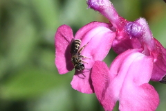 Halictus tripartitus