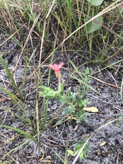 Oenothera humifusa