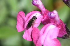 Halictus tripartitus