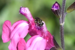 Halictus tripartitus