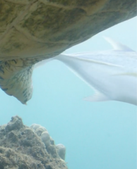 Caranx melampygus