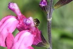 Halictus tripartitus