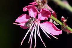 Halictus tripartitus