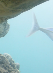 Caranx melampygus