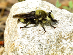 Laphria