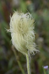 Pulsatilla occidentalis