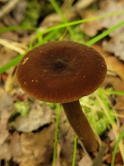 Lactarius lignyotus