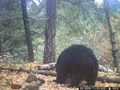 Ursus americanus machetes