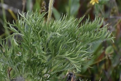 Pulsatilla occidentalis