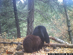 Ursus americanus machetes