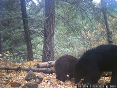 Ursus americanus machetes