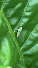 Graphocephala fennahi