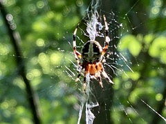 Neoscona domiciliorum