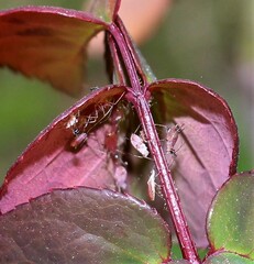 Macrosiphum