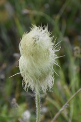 Pulsatilla occidentalis