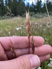 Vahlodea atropurpurea