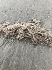 Amathia verticillata