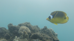 Chaetodon lunula