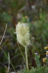 Pulsatilla occidentalis