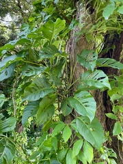 Monstera adansonii