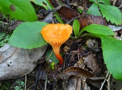 Cantharellus cinnabarinus