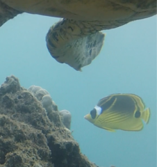 Chaetodon lunula