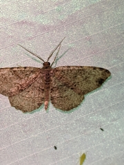 Melanolophia