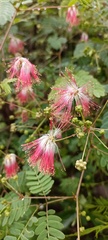 Calliandra houstoniana