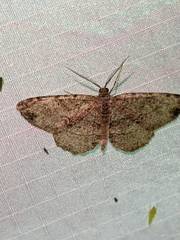 Melanolophia