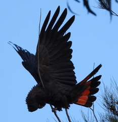 Calyptorhynchus lathami