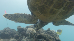 Eretmochelys imbricata