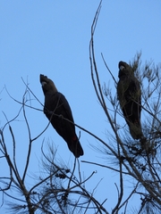 Calyptorhynchus lathami
