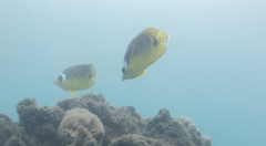 Chaetodon lunula