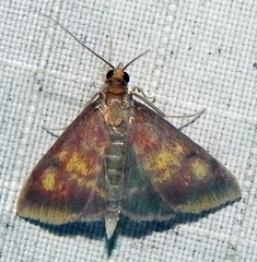 Pyrausta acrionalis