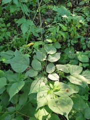 Hylodesmum glutinosum