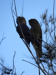 Calyptorhynchus lathami