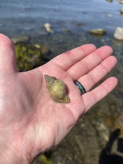 Muricidae