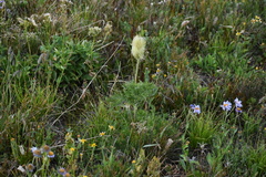 Pulsatilla occidentalis