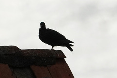 Columba livia domestica