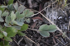 Sibbaldia procumbens