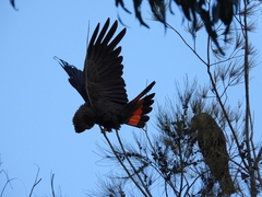 Calyptorhynchus lathami