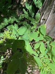 Vaccinium ovalifolium