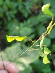 Hylodesmum glutinosum