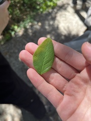 Vaccinium ovalifolium