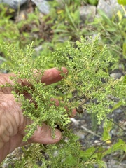 Symphyotrichum ericoides