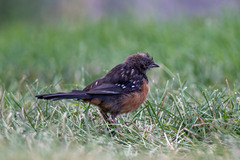 Pipilo maculatus megalonyx