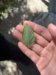 Vaccinium ovalifolium