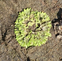 Riccia huebeneriana