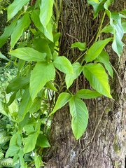 Syngonium podophyllum