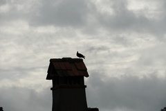 Columba livia domestica